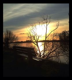 Bare trees at sunset