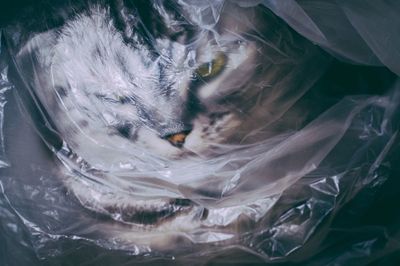 Close-up of turtle swimming