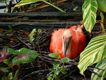 Close-up of bird perching on plant