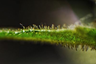 Close-up of water drops on plants against blurred background