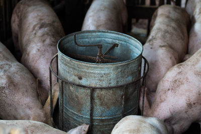 Close-up of pigs standing by container at pen