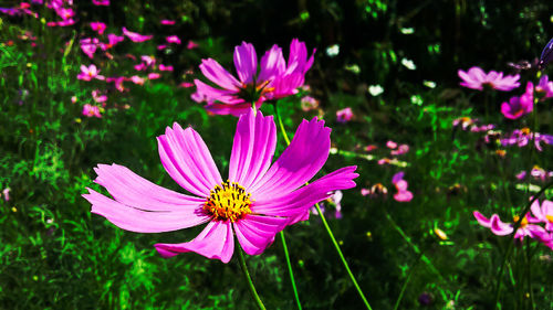 Close-up of pink cosmos flower