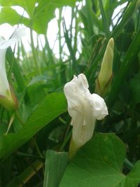 Close-up of white flowers