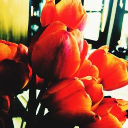 Close-up of red flower