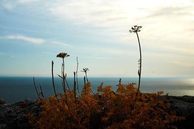 Plants by sea against sky