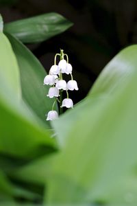 Close-up of white flower