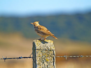 Close-up of bird perching on wooden post against sky