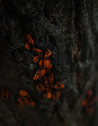Close-up of crab on tree trunk