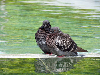 Bird perching on a lake