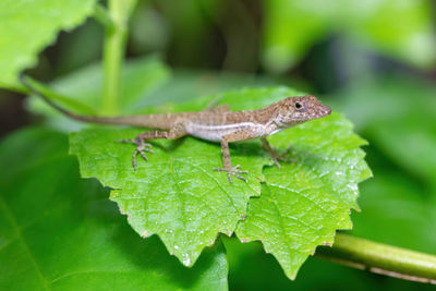 Close-up of lizard on leaf