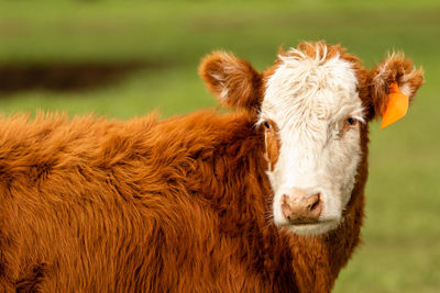 Portrait of sheep on field