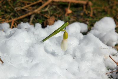 Close-up of snow on flower