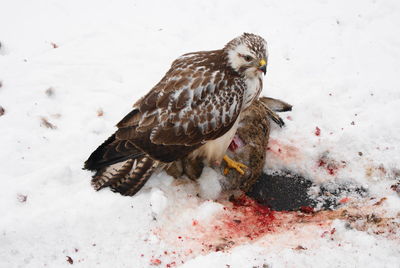 High angle view of bird on snow covered land