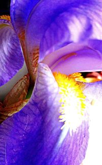 Close-up of purple flowers