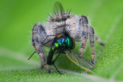 Close-up of spider