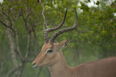 Deer in a forest