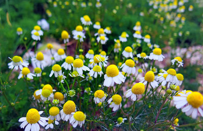 Close-up of fresh white flowers in field