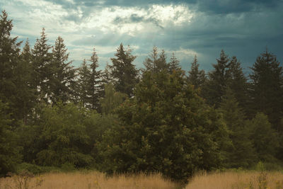 Trees on field against sky