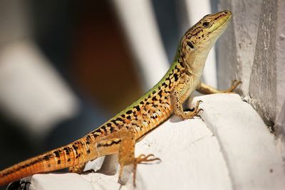 Close-up of lizard on wagon wheel