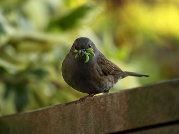 Close-up of bird perching on a railing