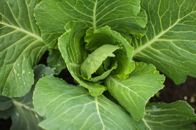 Close-up of fresh green leaves