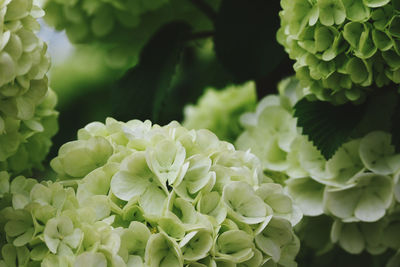 Close-up of white  flowers