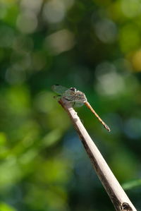 Close-up of grasshopper on leaf