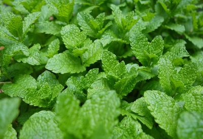 Full frame shot of mint leaves