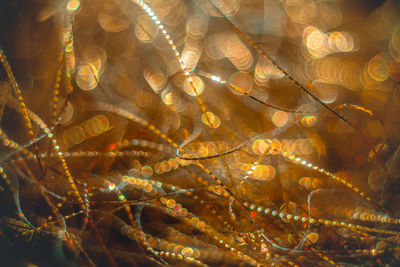 Close-up of leaf in water