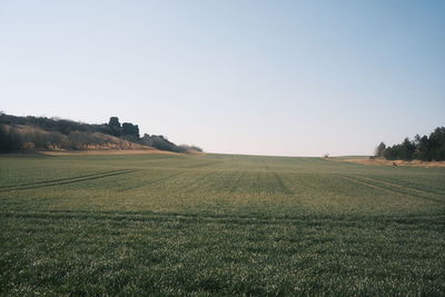 Scenic view of field against clear sky