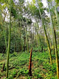 Scenic view of forest