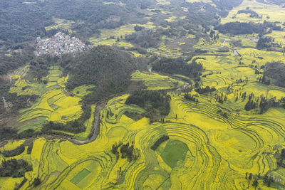 Aerial view of rapeseed flowers in luoping, yunnan - china