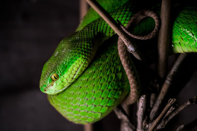 Close-up of green lizard on tree