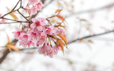 Close-up of pink cherry blossoms in spring