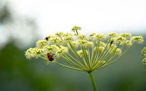 Close-up of bee pollinating on flower