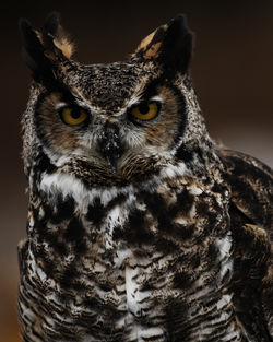 Close-up portrait of owl