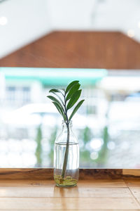 Close-up of plant in glass vase on table