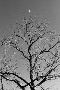 Full frame shot of bare trees