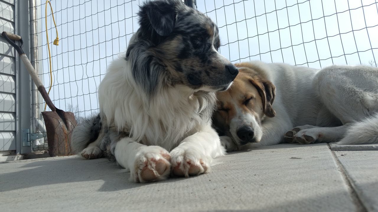 DOG RELAXING ON BLANKET