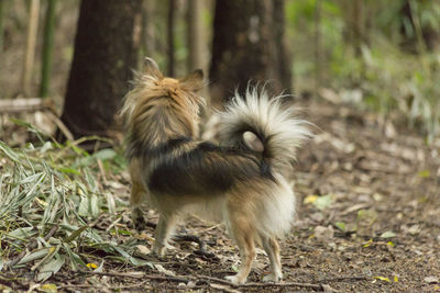 View of a dog on field