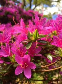 Close-up of pink flowers blooming outdoors