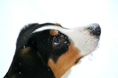 Close-up portrait of dog