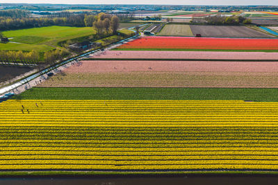 High angle view of agricultural field