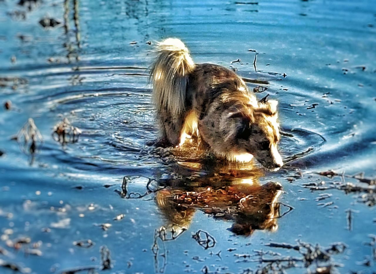 HORSE SWIMMING IN LAKE