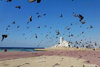 Flock of seagulls flying over beach