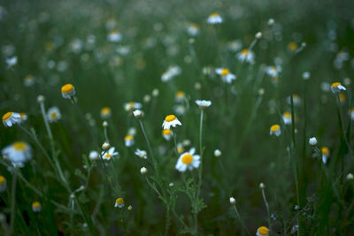 Close-up of yellow flowering plants on field