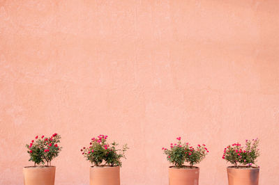 Potted plant against wall