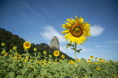 the Sunflower