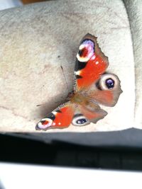 Close-up of butterfly