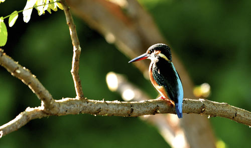 Low angle view of bird perching on branch